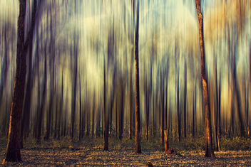 My forest dream is still a dream... - бесплатный image #286719
