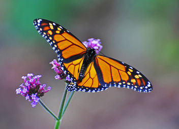 Monarch Butterfly (Danaus plexippus) - image gratuit #286899 