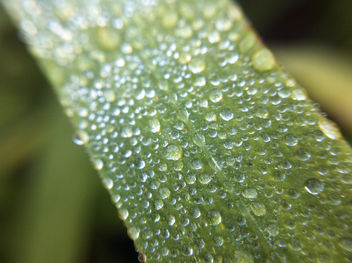Water Drops On A Green Leaf - image #286919 gratis