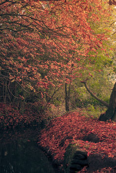 Autumn - image #287379 gratis