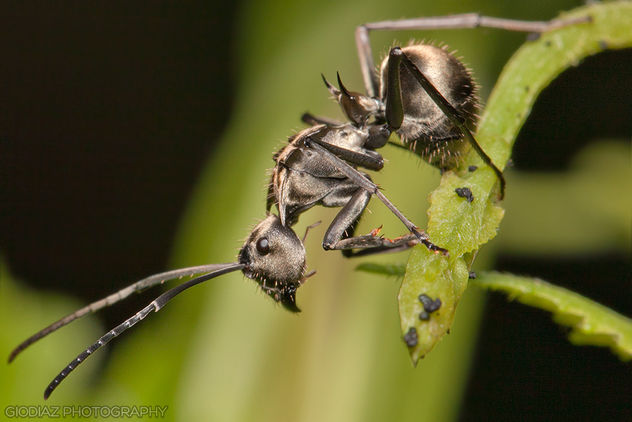 Spiny Ant Looking Down [Polyrhachis] - image gratuit #287449 