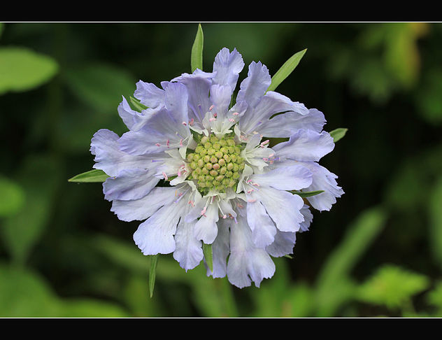 Blue summer flower, Scabiosa - image #287529 gratis