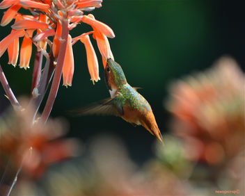 Rufous Hummingbird2:24:13 - image gratuit #287799 