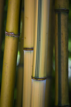 Bambou - image gratuit #288529 