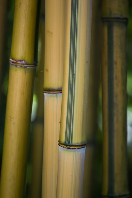 Bambou - Free image #288529