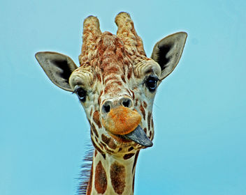Hungry Giraffe - бесплатный image #288589