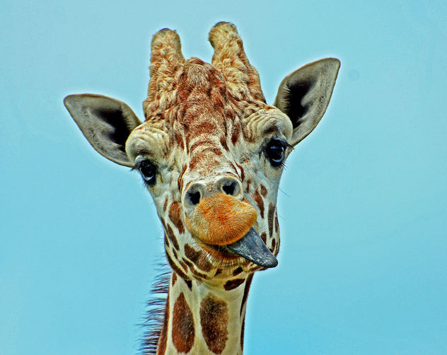 Hungry Giraffe - Free image #288589