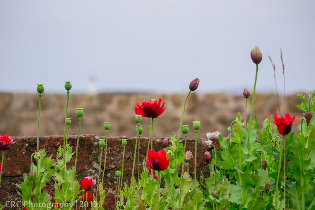 Anstruther Poppies - image #288759 gratis