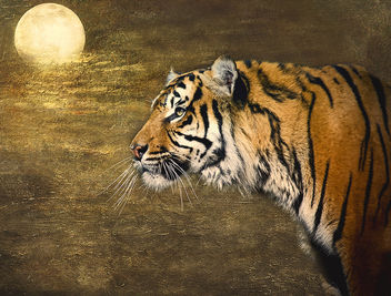 Textured Tiger - image gratuit #288889 