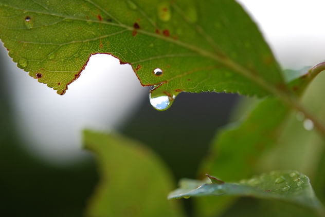 Raindrop from a leaf - бесплатный image #289069