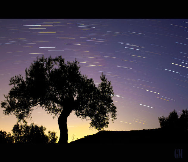 Starlight above olive tree.... - image #289159 gratis
