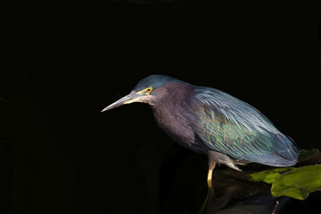 Green Heron (Butorides virescens) - Free image #289329
