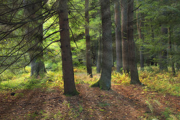Streamside Woods (1) - Free image #289399