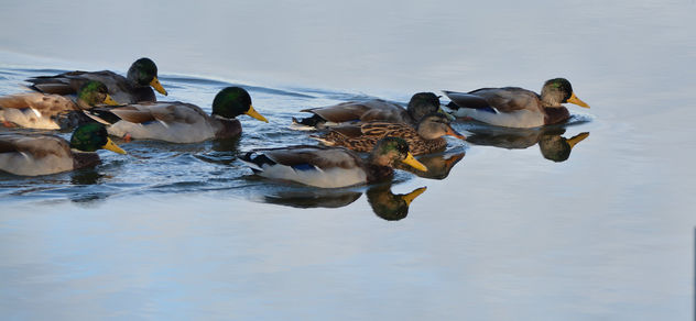 Ducks on a morning swim - Kostenloses image #289509