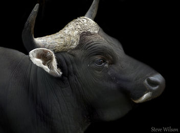 Banteng Bull Profile - image #289579 gratis