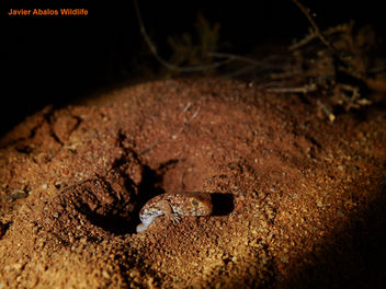 Barking gecko (Ptenopus garrulus) - image #289659 gratis