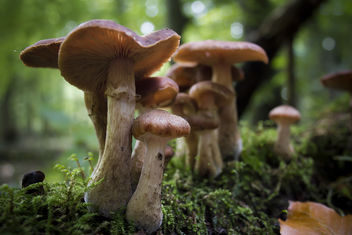 Family of Mushrooms - Free image #289809