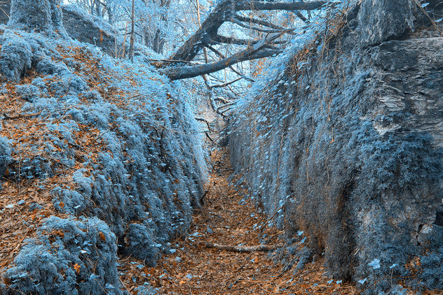 Ancient Sapphire Forest Trail - HDR - бесплатный image #289859