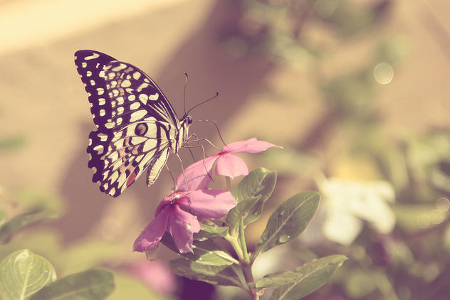 Butterflies are self propelled flowers. ~ R.H. Heinlein - image gratuit #289969 