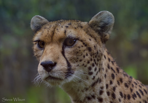 Northern Cheetah mum KT - Kostenloses image #290099