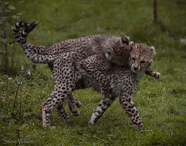 Cheetah Twins Playing - image gratuit #290109 