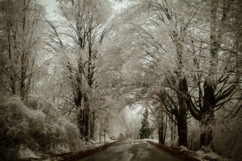 Christmas Ice Storm 2013 in Michigan - Explored - image #290489 gratis