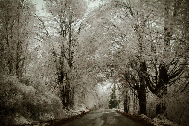 Christmas Ice Storm 2013 in Michigan - Explored - Free image #290489