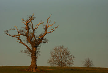 Trees lit by the setting sun, Leighton Moss, Silverdale, Lancashire, UK - Free image #290509
