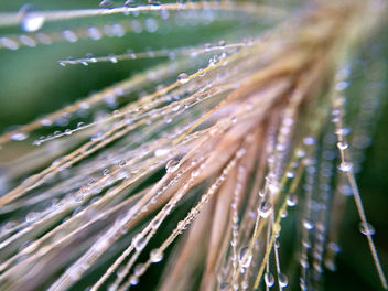 Morning Dew On Wild Grass - image #290549 gratis