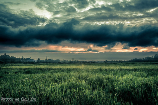Paddy Field at Dusk - image gratuit #290719 