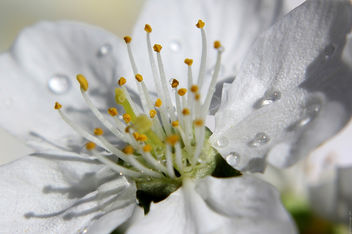 dew on the petals of white flower - image #290949 gratis