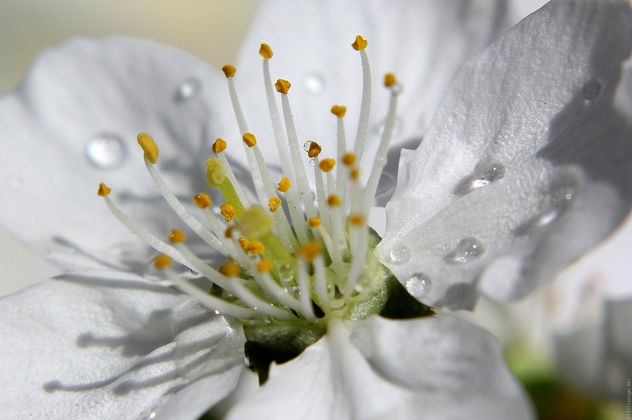 dew on the petals of white flower - image gratuit #290949 