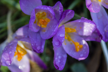 spring flowers - image #291129 gratis