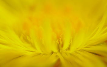 Mystic yellow - image #291349 gratis