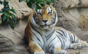Tiger eyes - Kostenloses image #291979