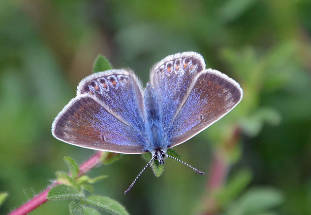 Chalk Hill Blue Butterfly - Free image #292089