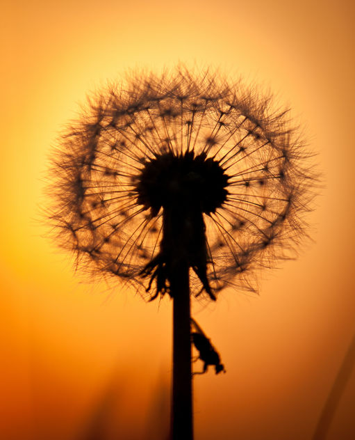 Dandelion sunset - Kostenloses image #292179