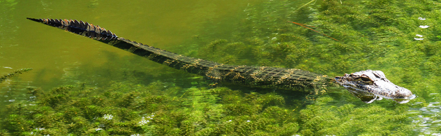 Baby Alligator - Kostenloses image #292249