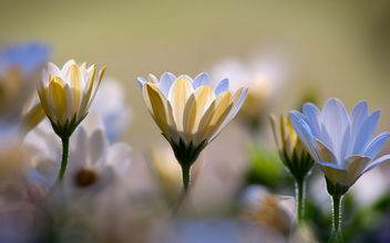 Chrysanthemums - Free image #292369