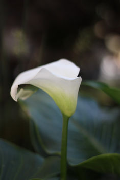 White flower - image #292399 gratis