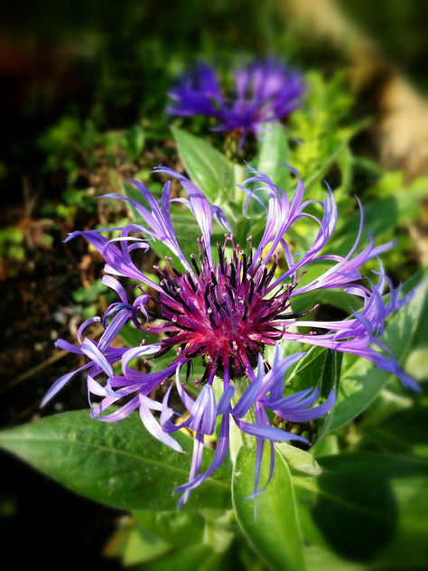 Purple flower - image #292499 gratis
