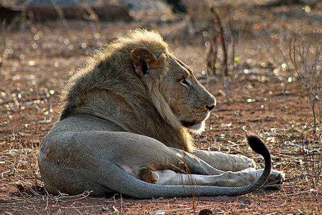 Lion: Panthera leo - Free image #292509