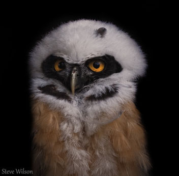 Spectacled Owlet - бесплатный image #292519