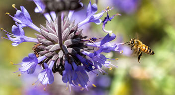 Bee on purple sage (Explored).jpg - image #292829 gratis