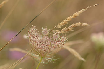 Herbes des champs dans le vent ... - image #293529 gratis