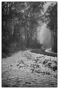 Snowy Forest Road - image #293569 gratis