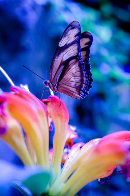 untitled butterfly shot - image #293639 gratis