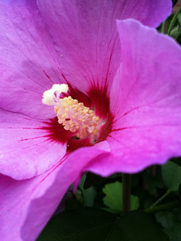 Closeup flower - Free image #293729