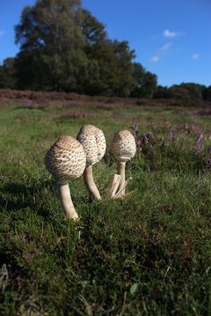 Mushroom in landscape - Kostenloses image #293899