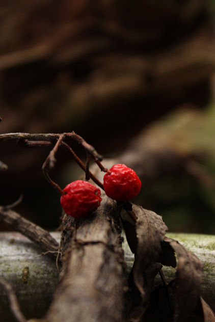 Two red berries - Free image #294139